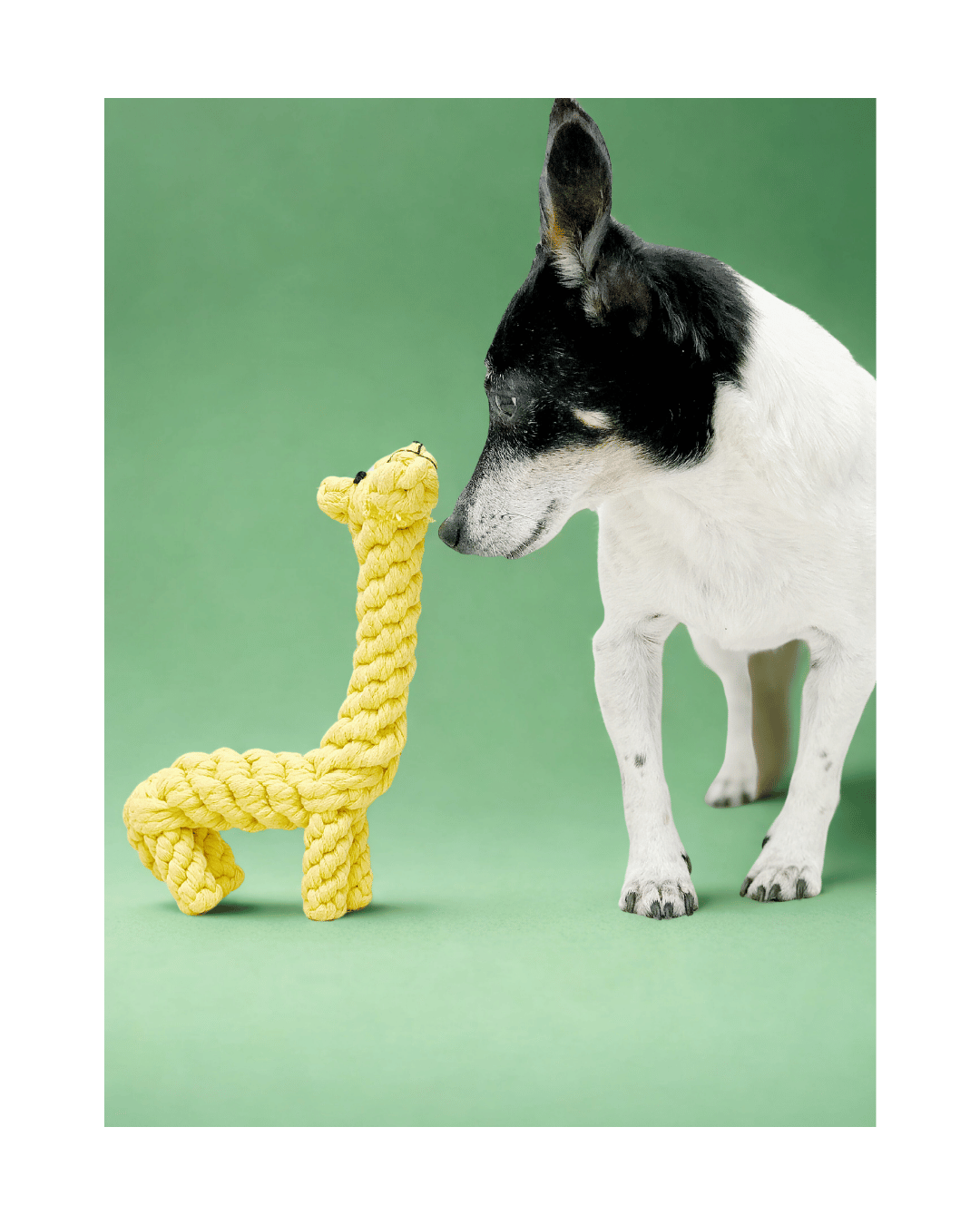 Juguete de jirafa para perros hecho de cuerda resistente sin relleno, seguro y duradero.