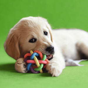 elota resistente y colorida para perros.