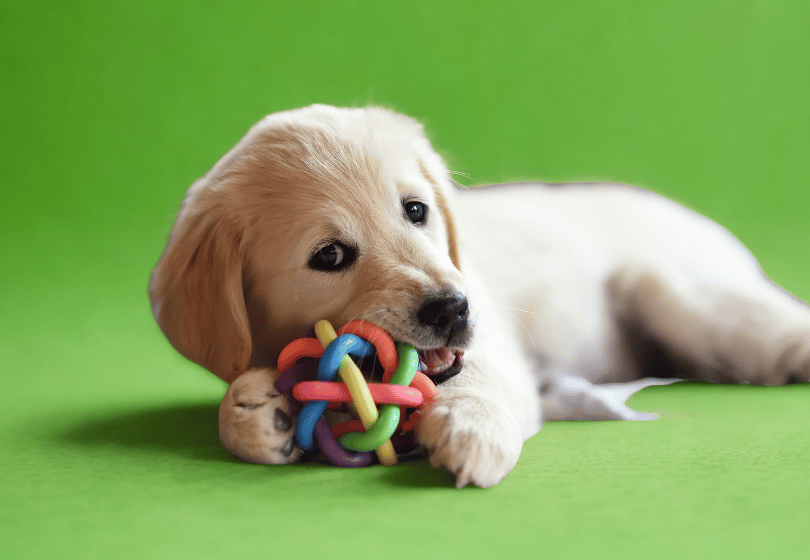 elota resistente y colorida para perros.