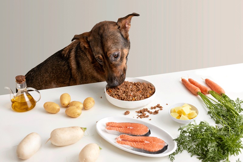 Comida natural para perros con salmón y verduras, rica en omega 3