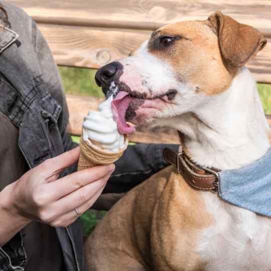 Receta helados para perros natural, hidratante