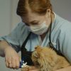 Vet trims Persian cat's nails indoors with care. Cat grooming session.