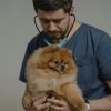 Veterinarian examines a fluffy Pomeranian dog during a routine checkup indoors.